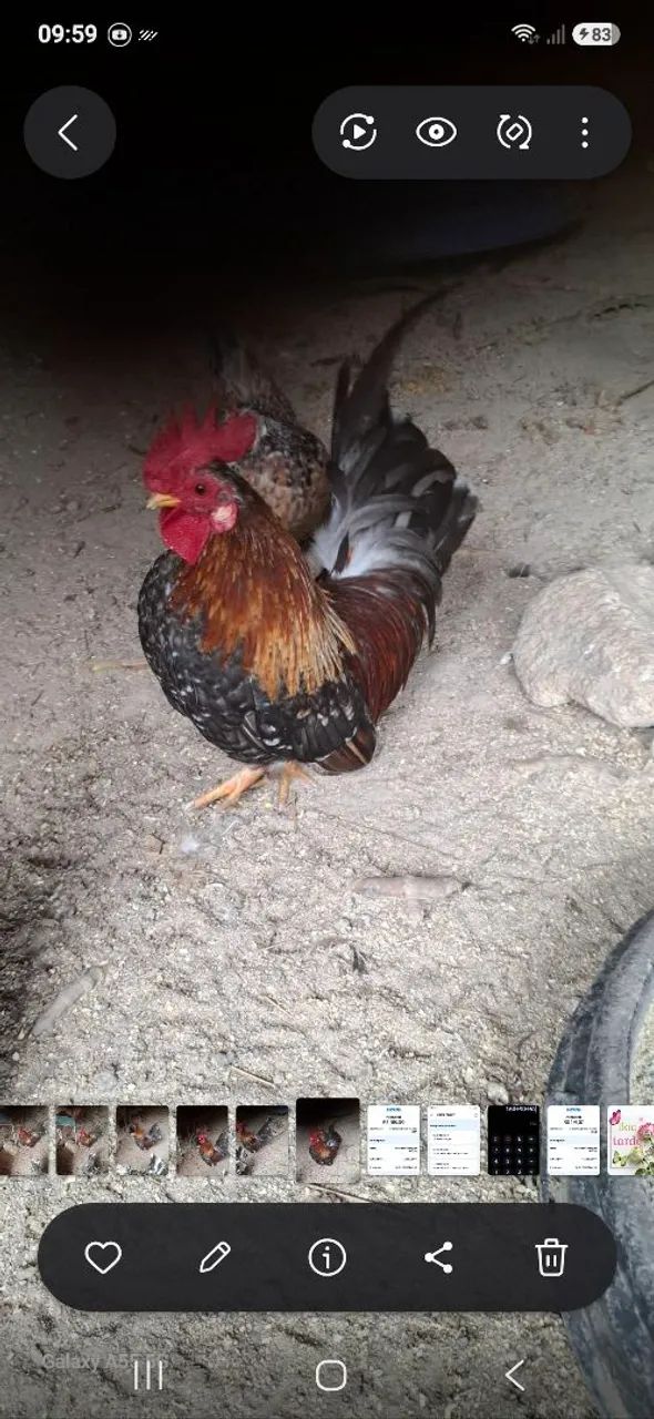 Garnizés  - Foto 5