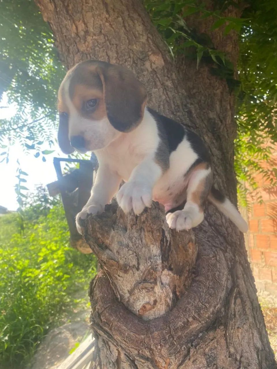Vendo um lindo filhotinho de beagle  - Foto 2