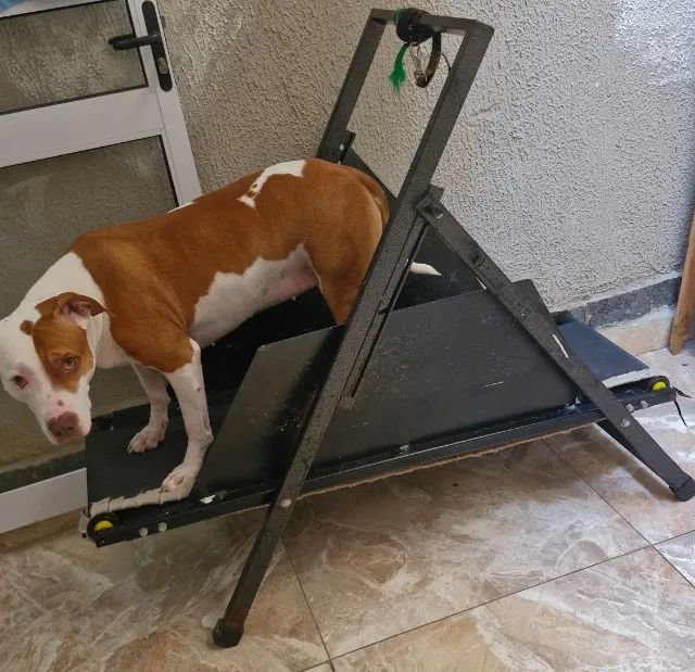 Esteira para cachorros
