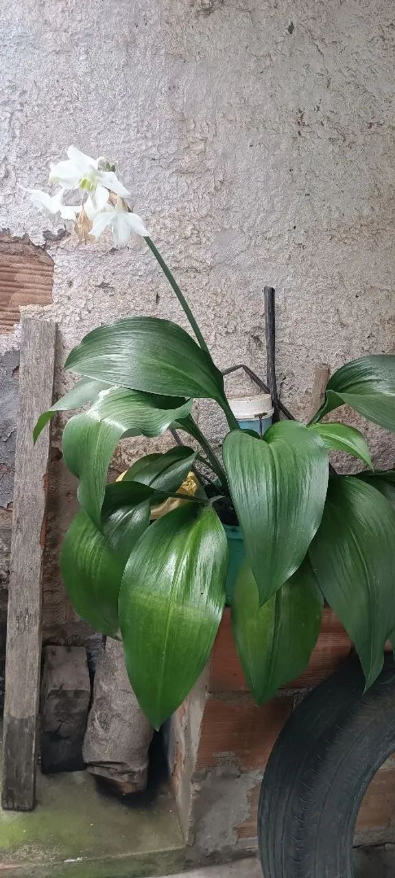 Plantas - Foto 2