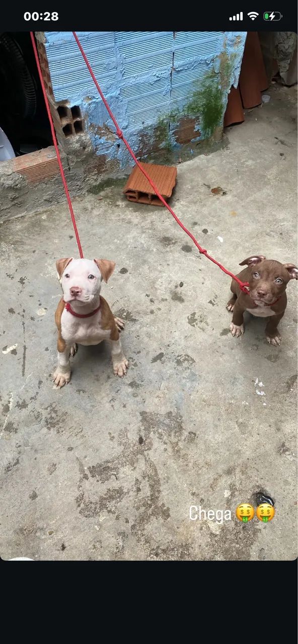 Filhotes de pitbull 