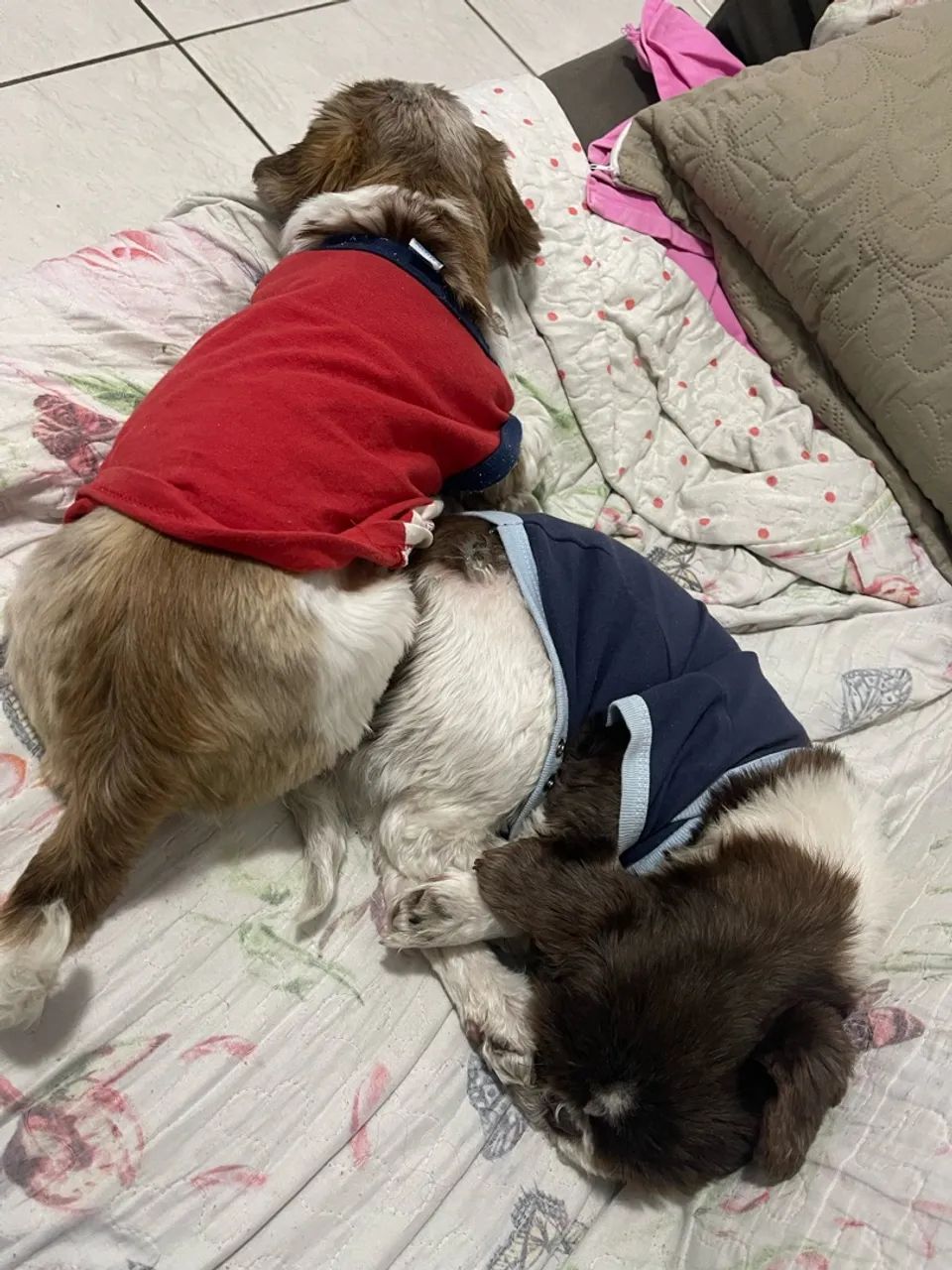 Doação  - Foto 4