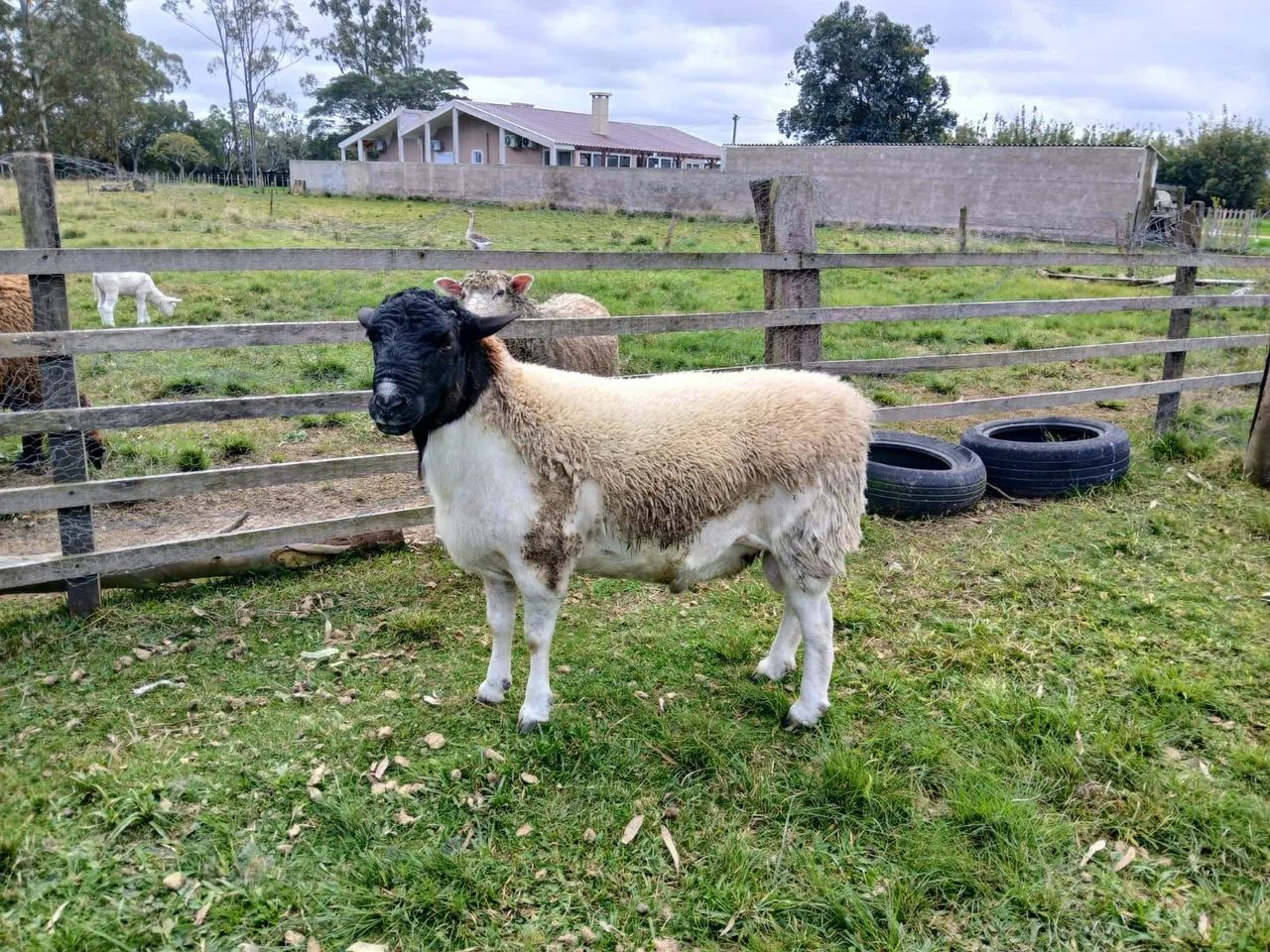Carneiro Dorper - Foto 2