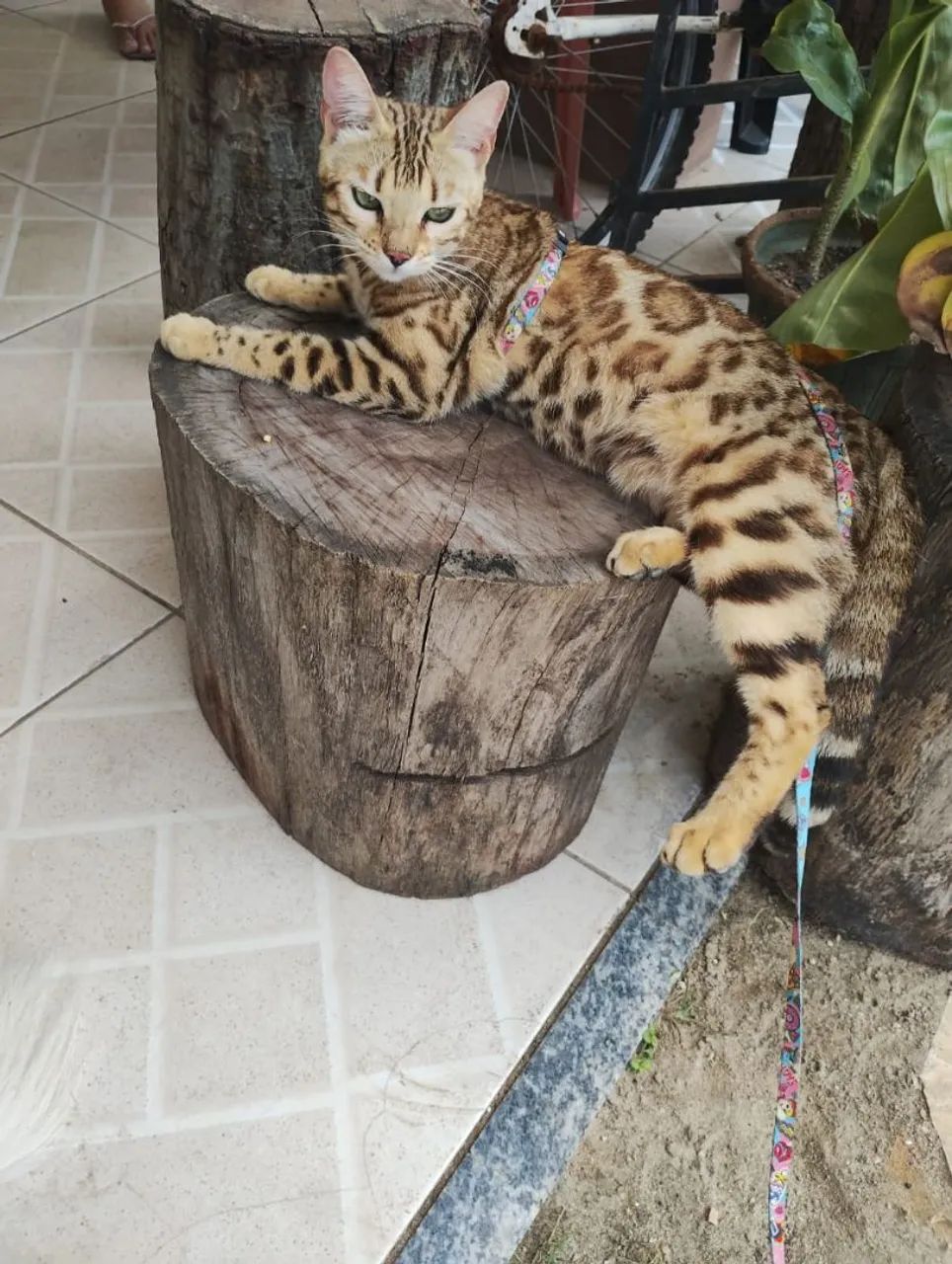 Bengal fêmea  - Foto 2