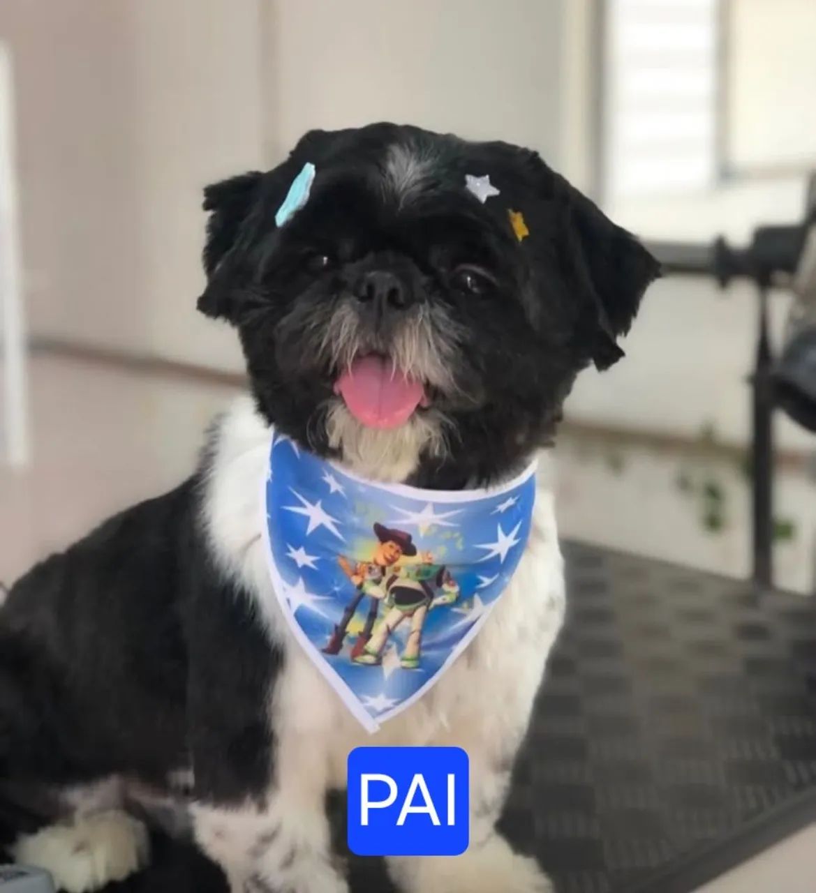 Cachorro - Foto 3