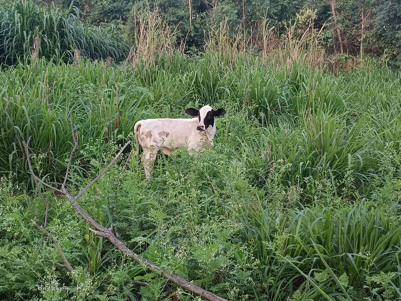 Mini vaca (bezerra)