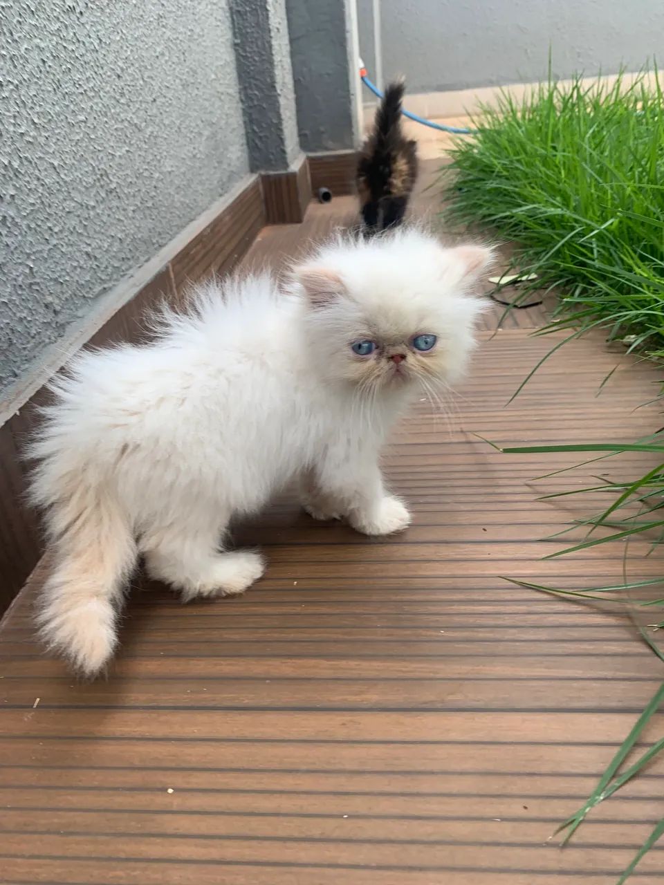 Gato persa  - Foto 4
