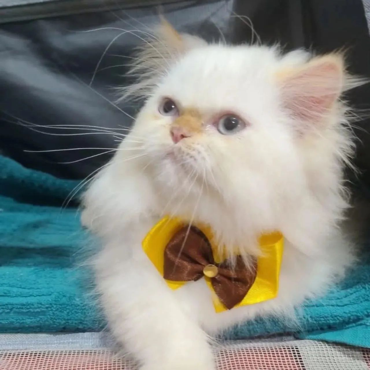 Gato persa macho procura namorada - Foto 3