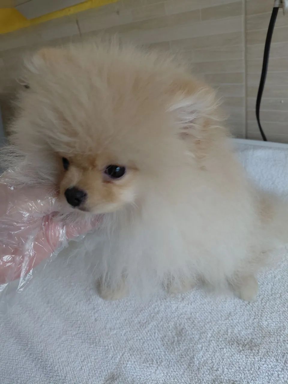 Spitz alemão macho  - Foto 2