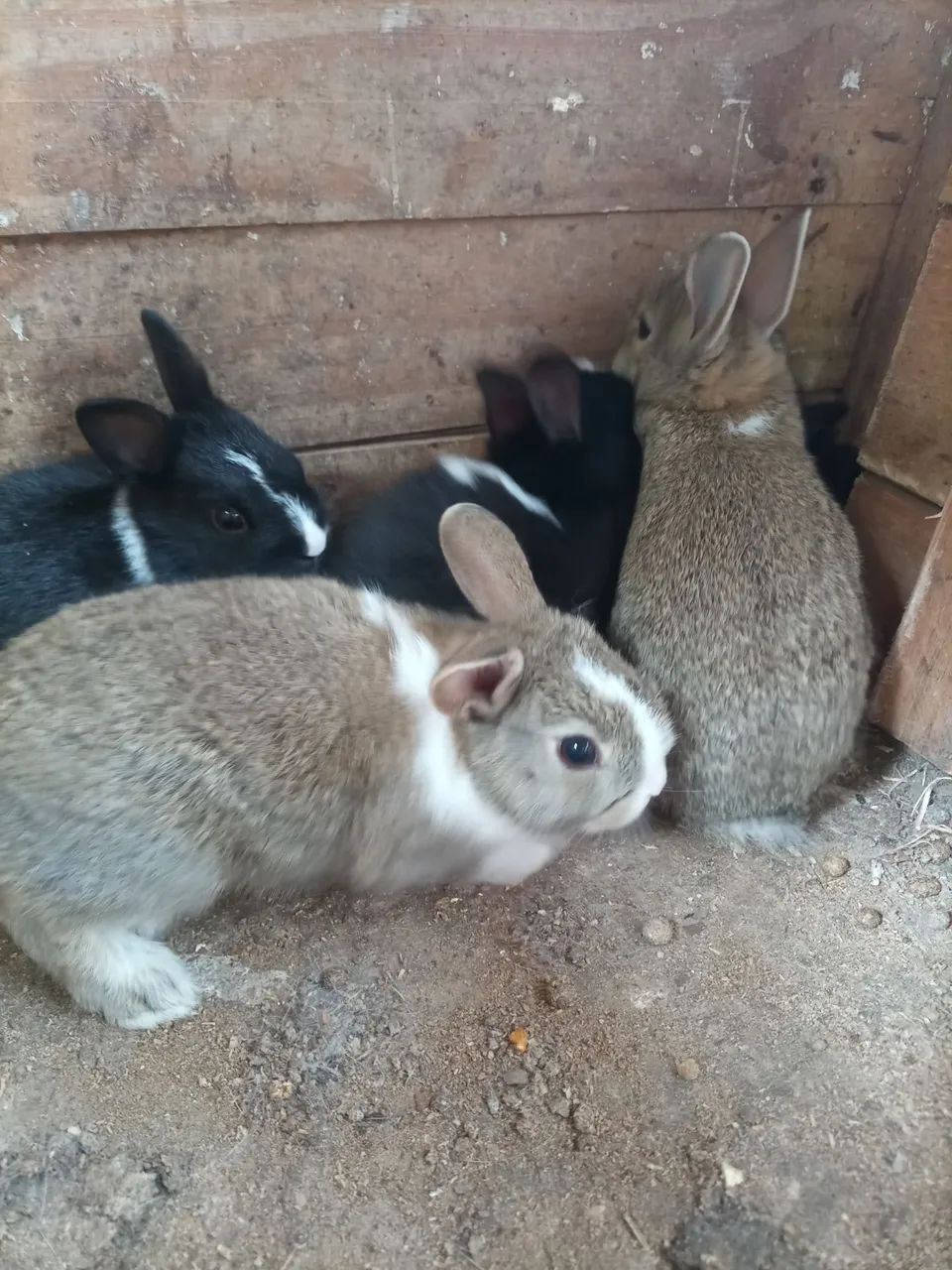 Mini coelho  - Foto 3