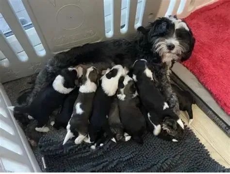 peludinhos e pequenos