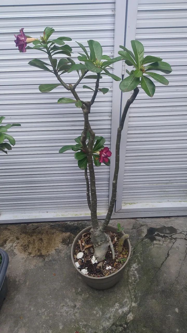 Rosa do deserto dobrada - rocha