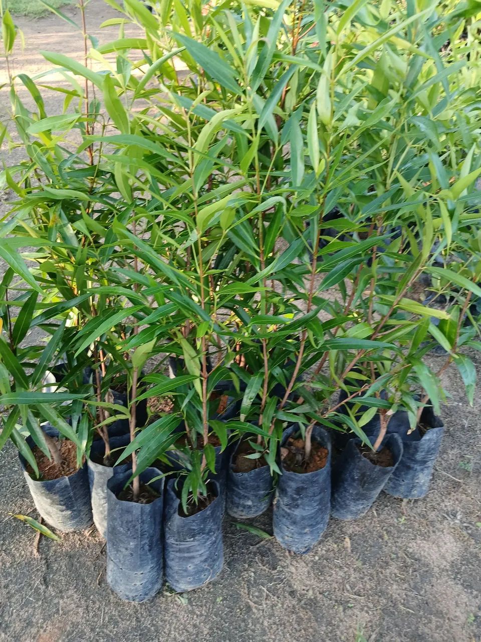 Mudas de frutíferas  - Foto 2