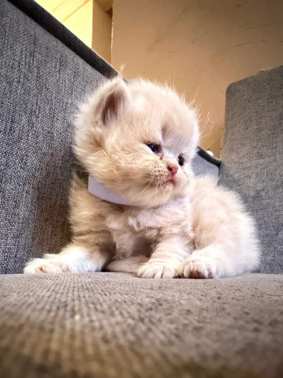 Gato persa  - Foto 3