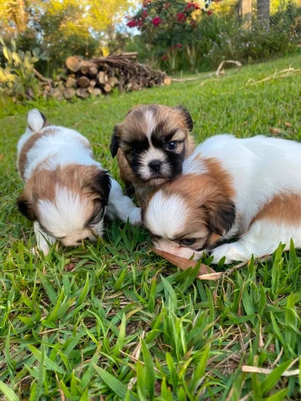 Filhotes Lhasa Apso Macho - Foto 5