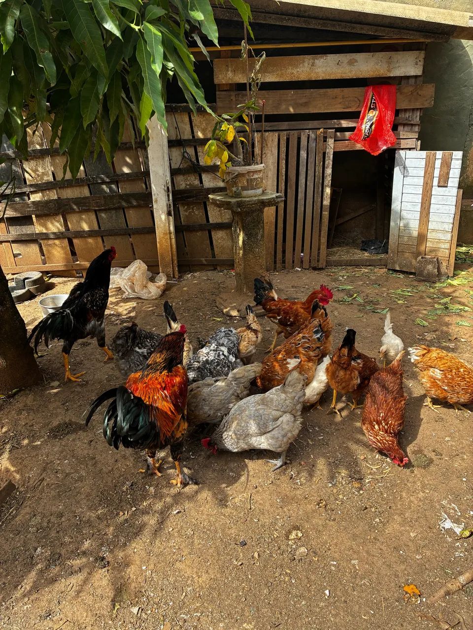 Galinhas e galo - Foto 3