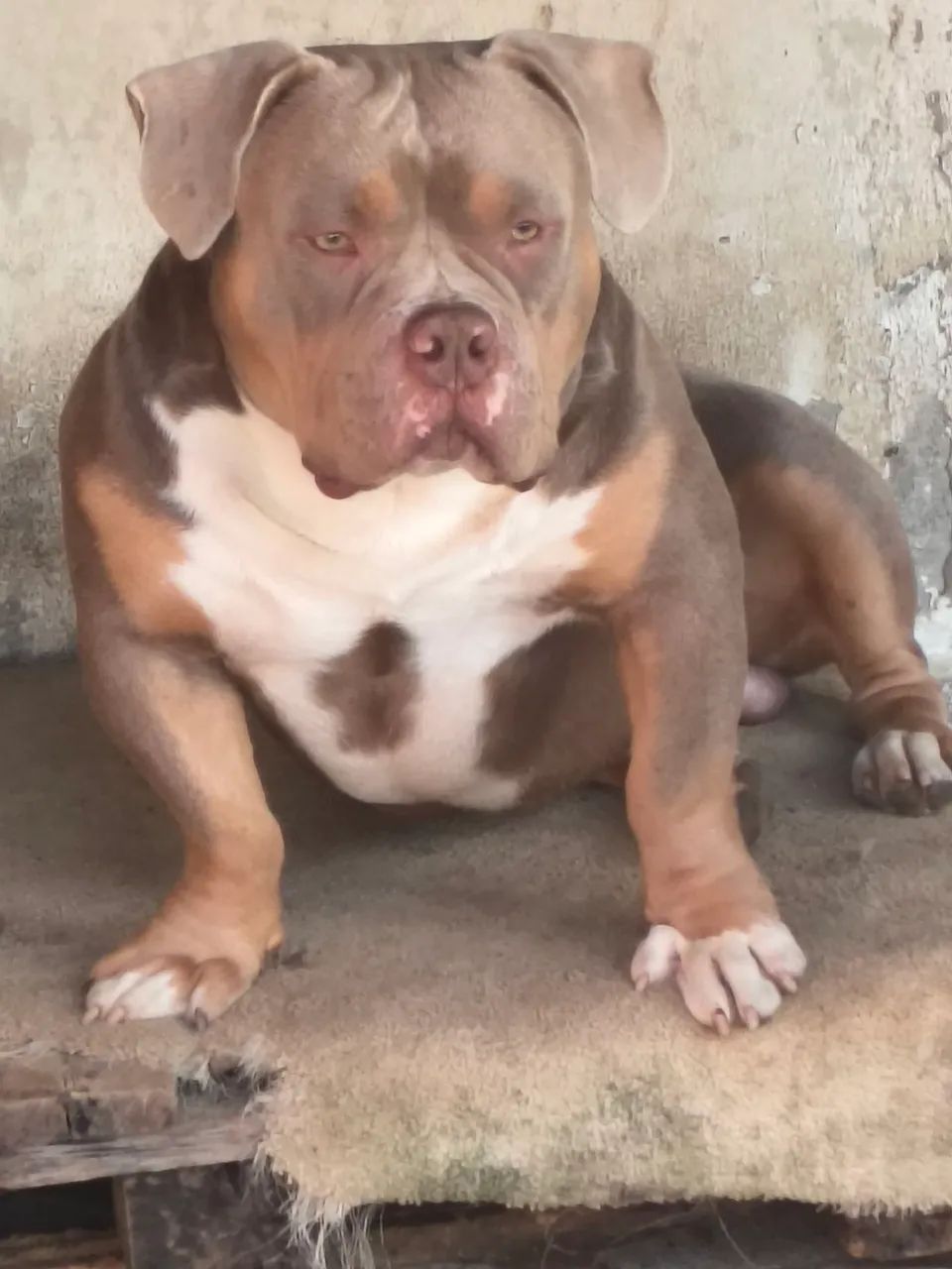 American Bully  - Foto 2