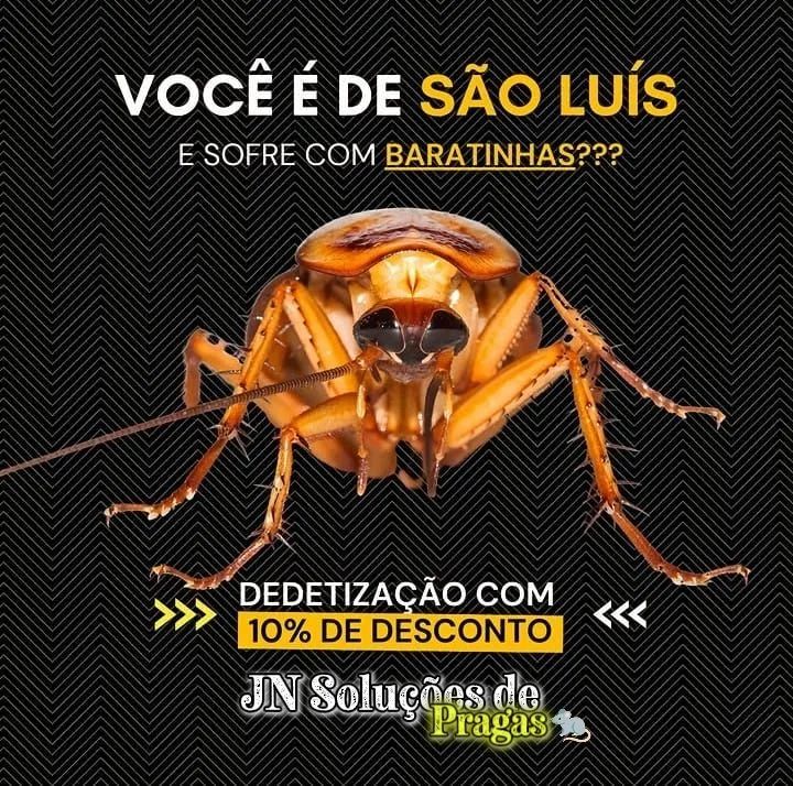 JN Soluções de Pragas - Foto 2