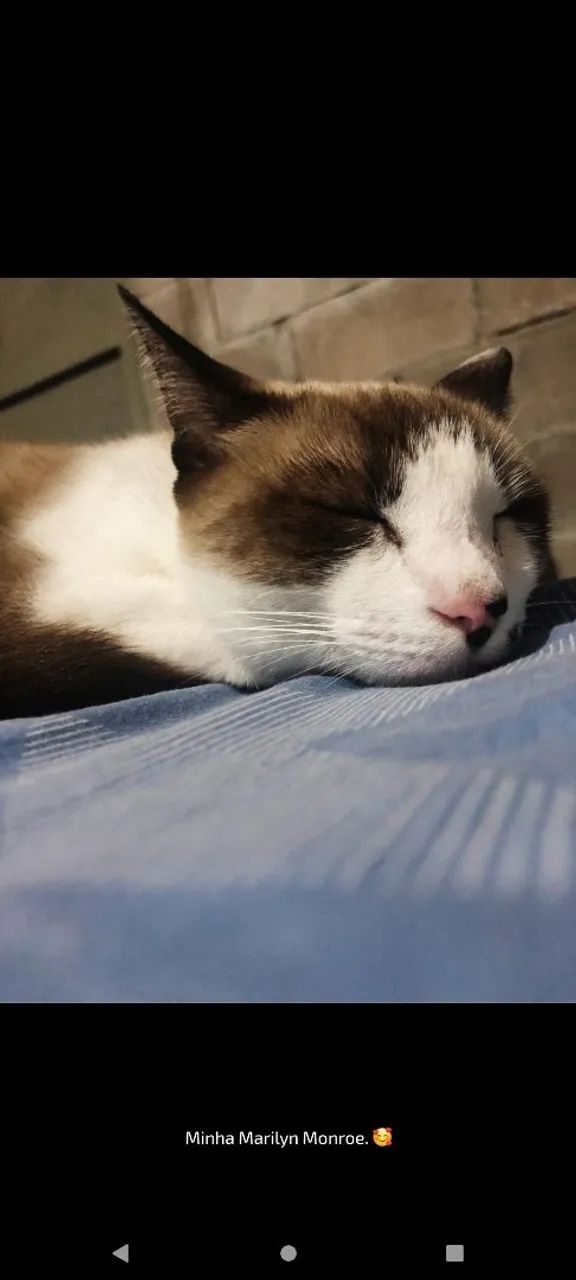 Gata fêmea  - Foto 4