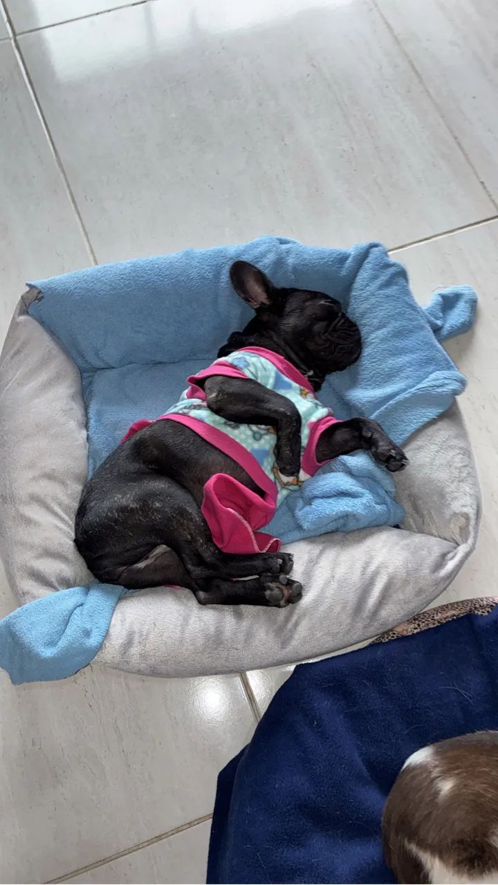 Doação de buldogue francês  - Foto 4