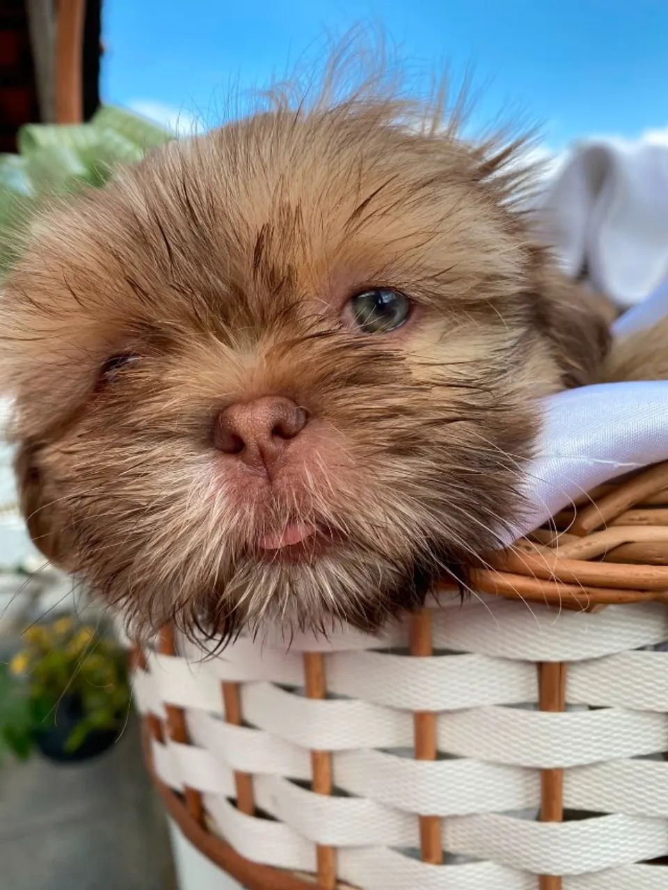 Filhotes de ShihTzu