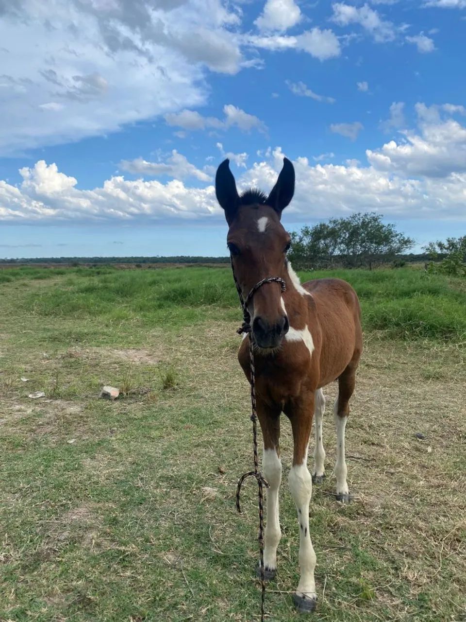 Égua parida  - Foto 4