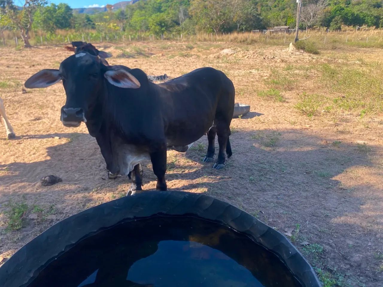 Vaca pequena  - Foto 2