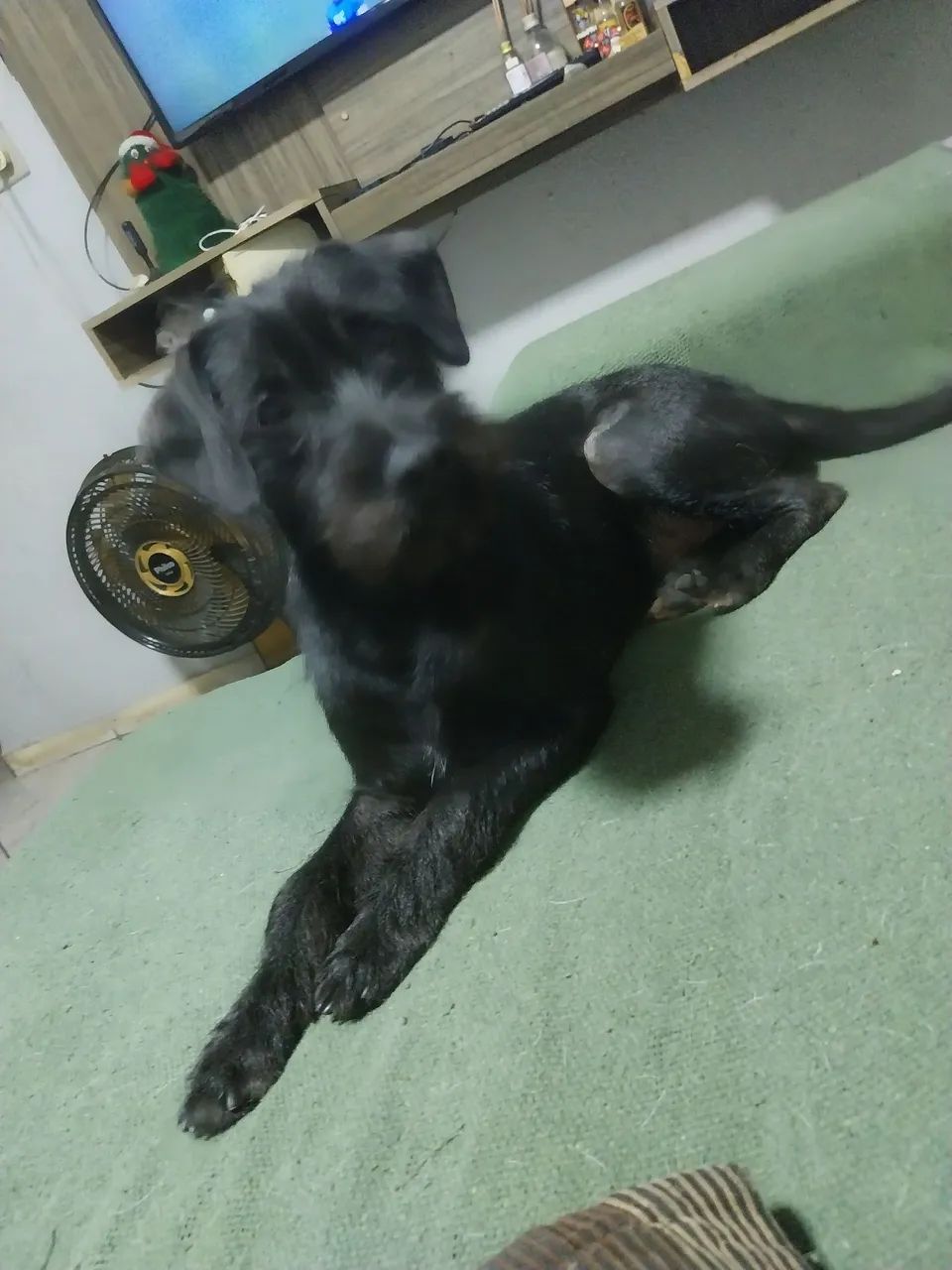 Doacao. Cachorro
