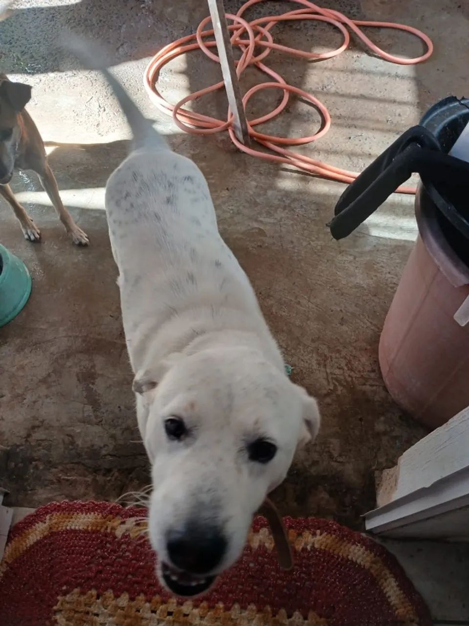 PET PIPOCA PROCURA NOVO LAR - Foto 3