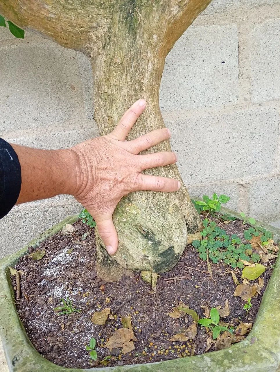 Lindo Bonsai Buganvília árvore antiga - Foto 4