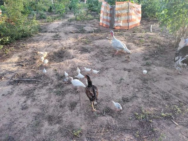 Peru Filhote  - Foto 3