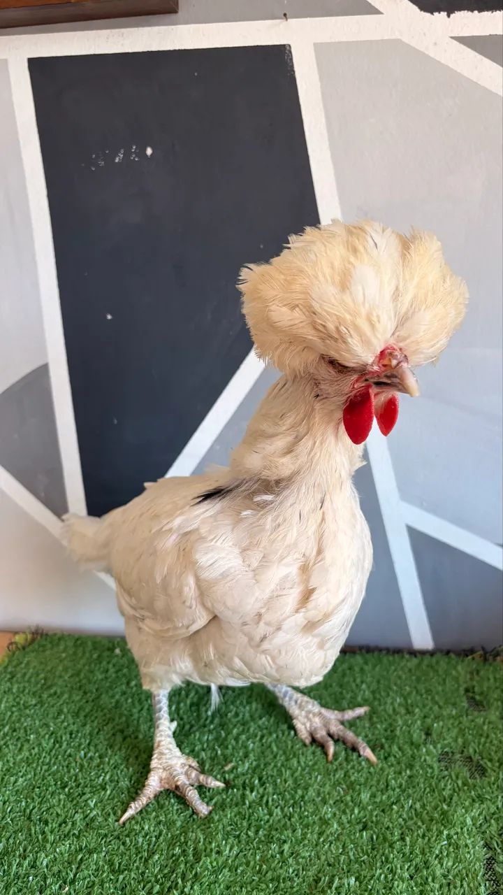 Galinha Polonesa