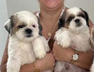 Filhotes de shih-tzu puros - Foto 3