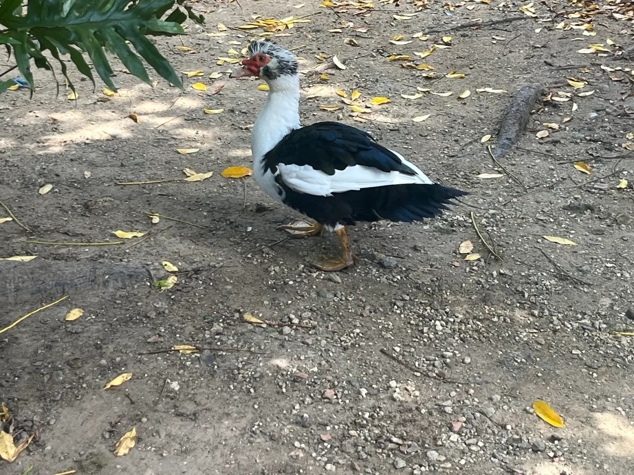2 patas e um pato jovem em prostura  - Foto 4