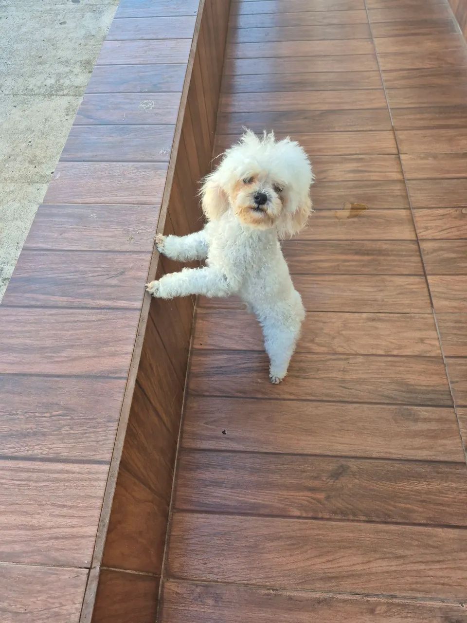 Poodle micro toy - Foto 2