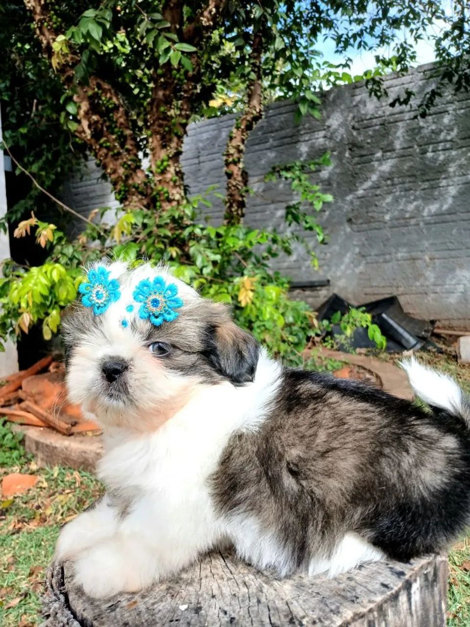 SHIH TZU FÊMEA  - Foto 4