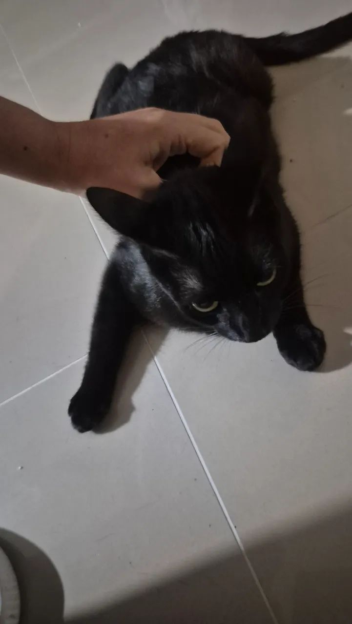 Doação de gata