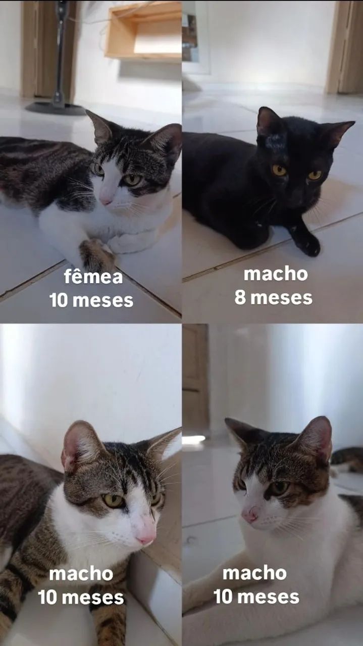 Adoção Responsável ? - Foto 2