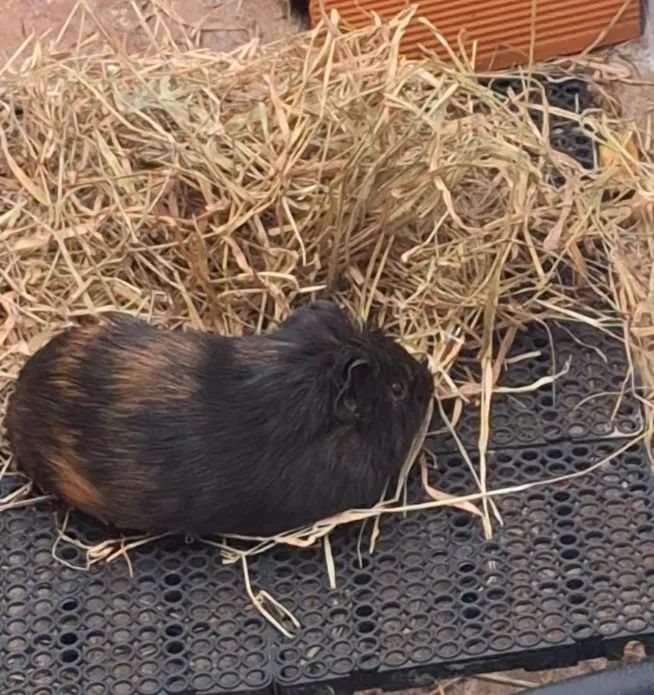 Porquinho da india 