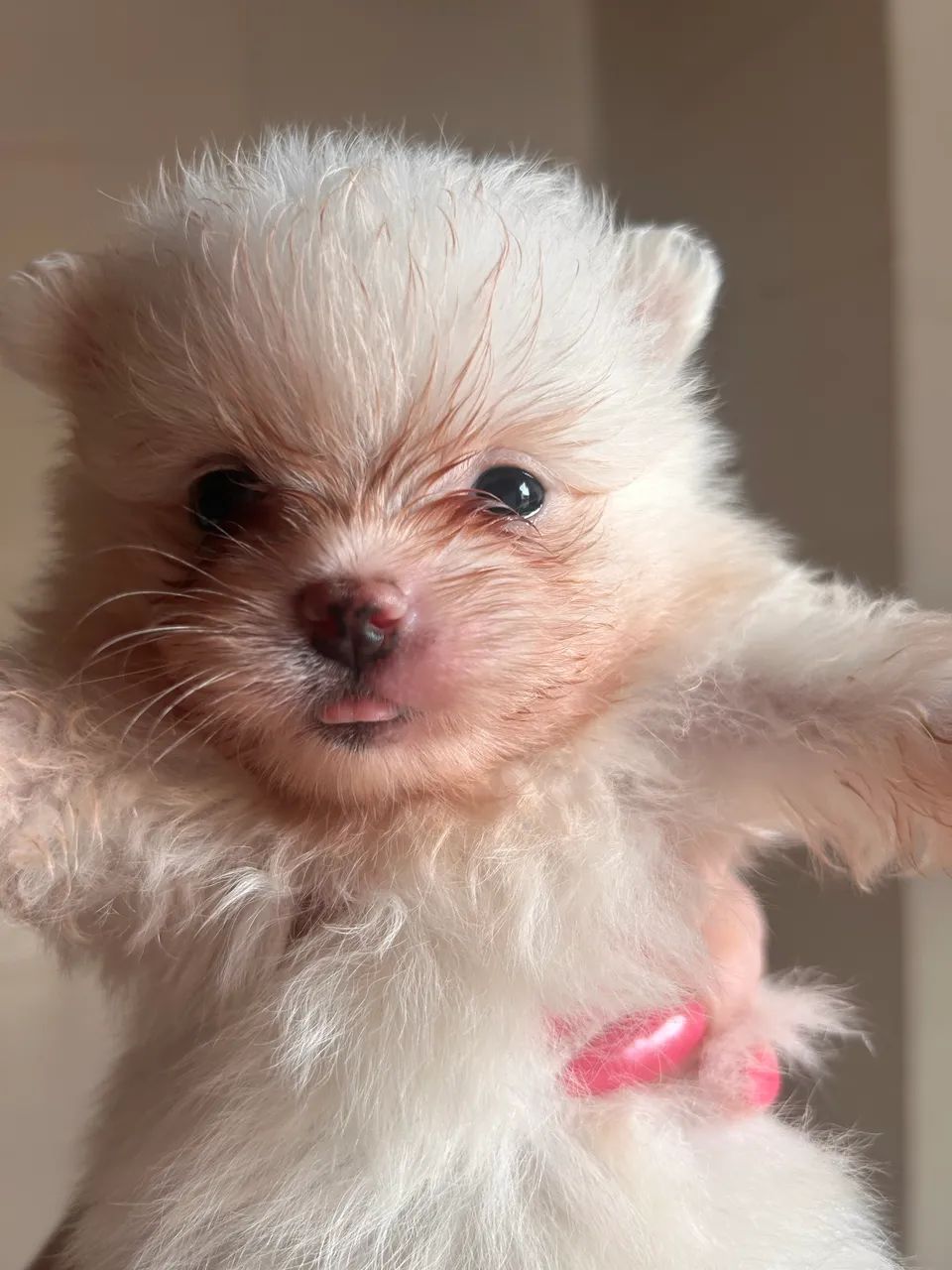 Animais de estimação  - Foto 2