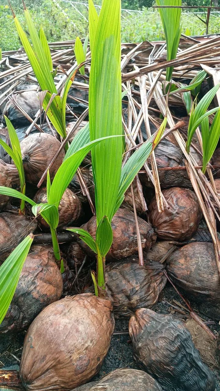 Muda de coco anão  - Foto 2