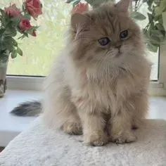 Gato Persa Exótico
