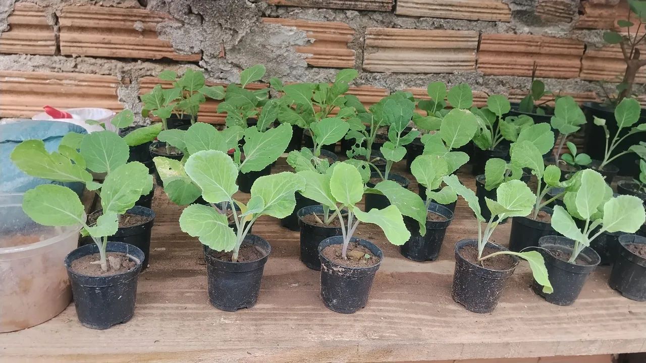 Mudas de couve orgânica 