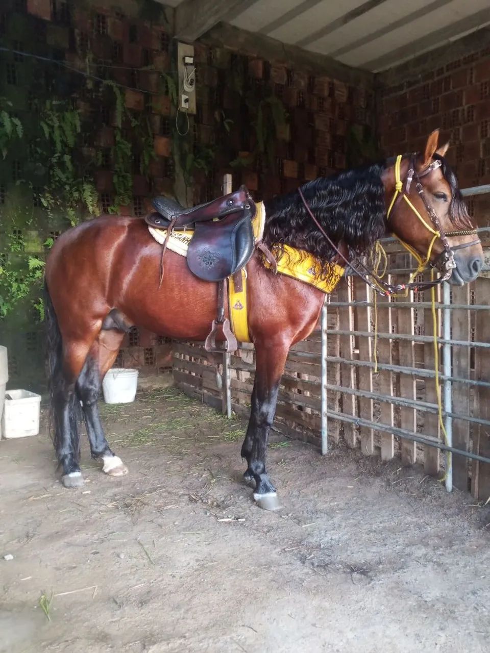 Cavalo  - Foto 3