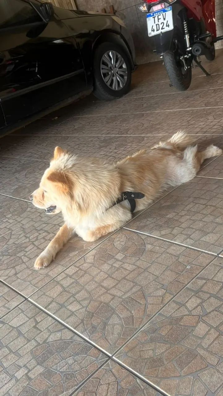 Chow Chow casal