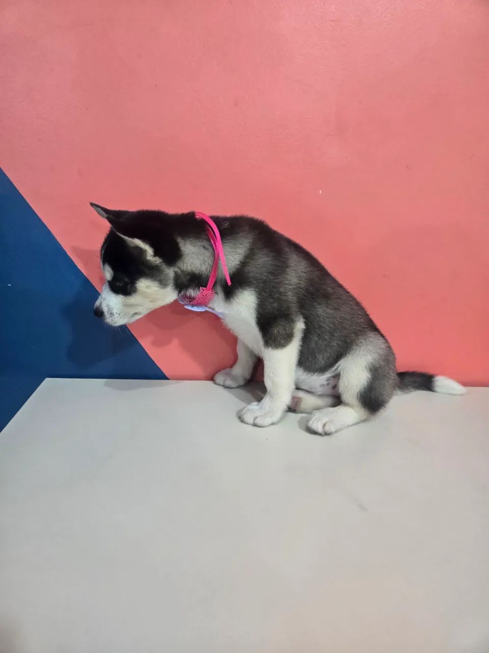 Husky siberiano Fêmea  - Foto 4