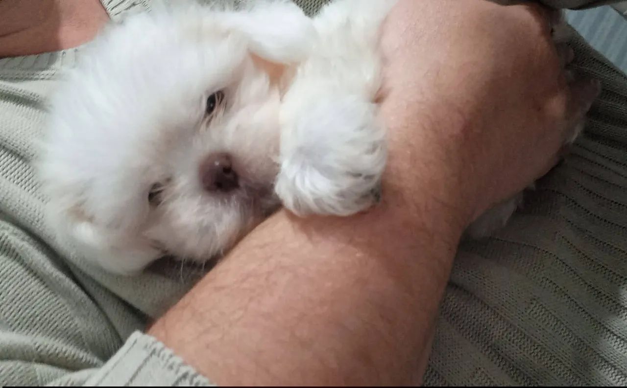 Shihtzu macho focinho chocolate 