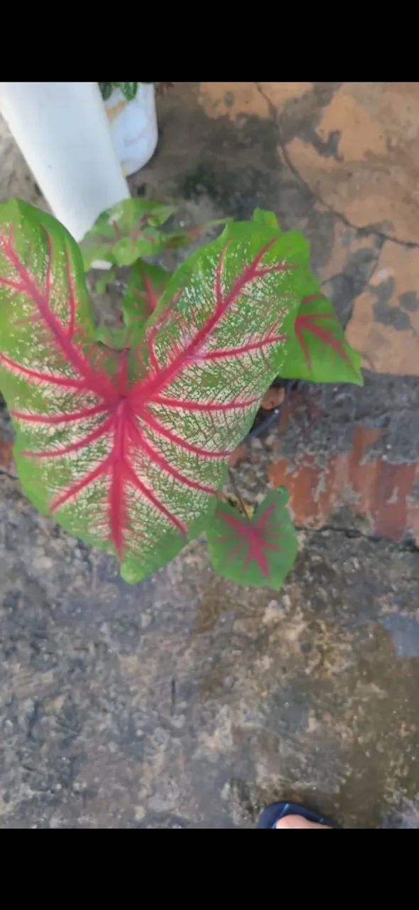 Planta caladio - Foto 2