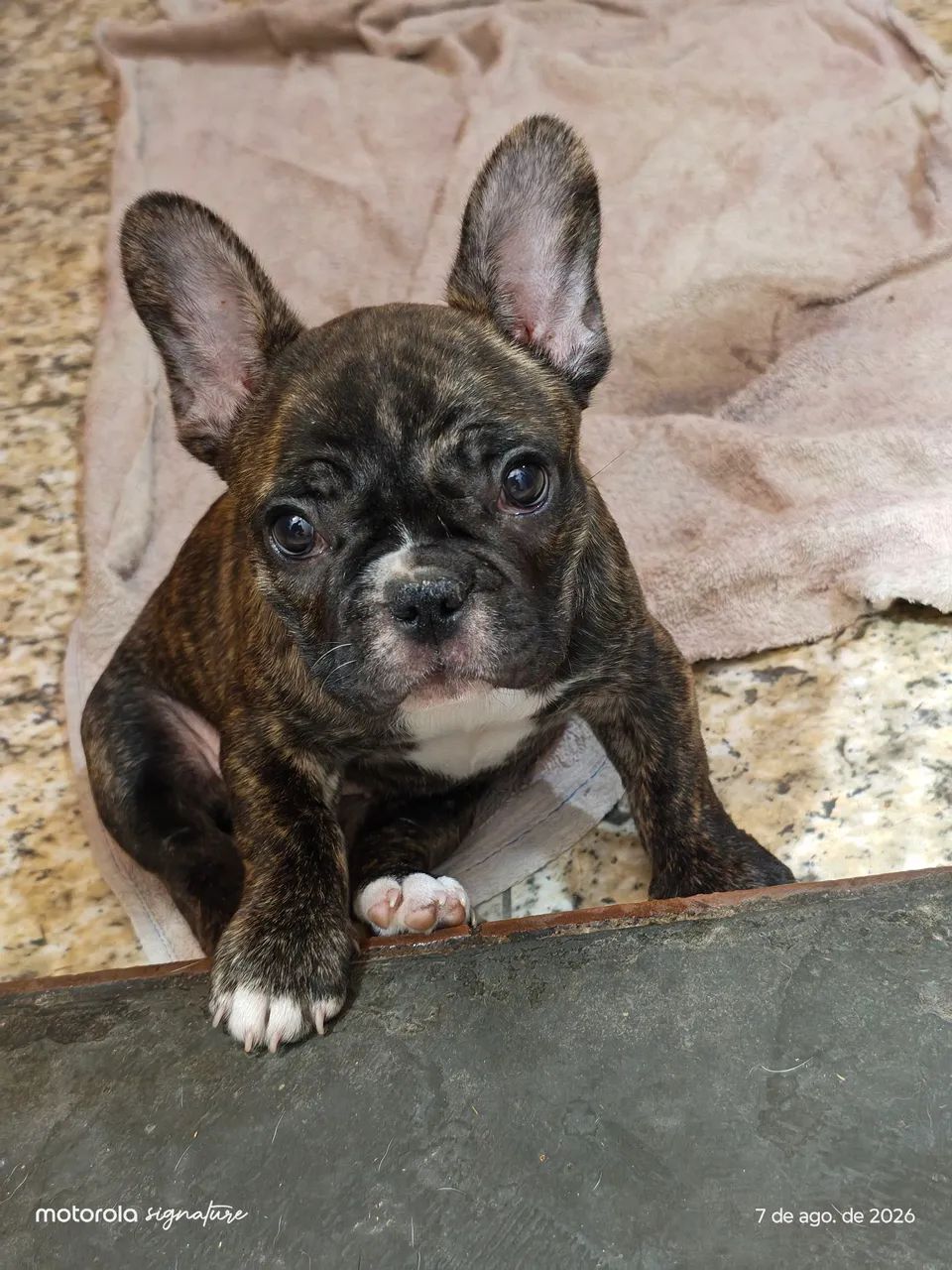Fêmea de buldogue francês  - Foto 3