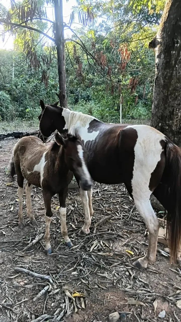 VENDO EGUA E POTRA! - Foto 2